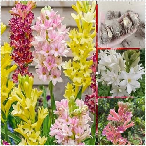 Tuberose mehrere Köpfe,doppelte Blütenblätter,im Topf,starker Duft,kältebeständig,mehrjährig,Duft,Garten.-10Pcs-D von VJIDOSO