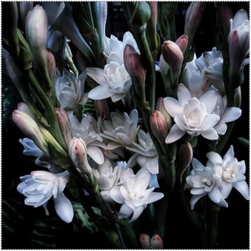 Tuberose mehrere Köpfe,doppelte Blütenblätter,im Topf,starker Duft,kältebeständig,mehrjährig,Duft,Garten.-15Pcs-A von VJIDOSO