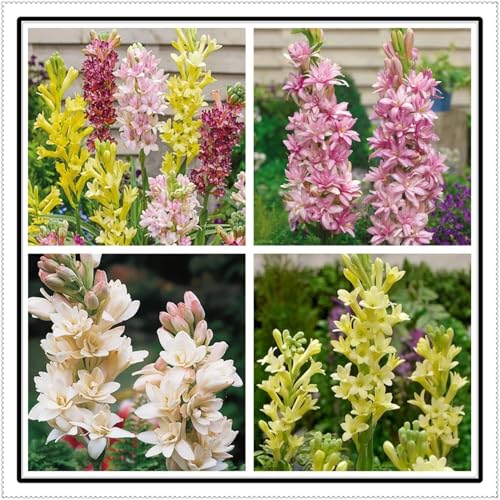 Tuberose mehrere Köpfe,doppelte Blütenblätter,im Topf,starker Duft,kältebeständig,mehrjährig,Duft,Garten.-15Pcs-F von VJIDOSO
