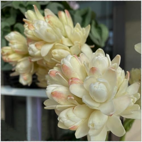 Tuberose mehrere Köpfe,doppelte Blütenblätter,im Topf,starker Duft,kältebeständig,mehrjährig,Duft,Garten.-15Pcs-G von VJIDOSO
