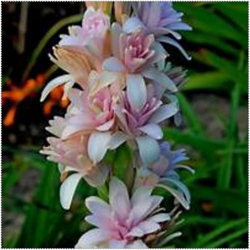 Tuberose mehrere Köpfe,doppelte Blütenblätter,im Topf,starker Duft,kältebeständig,mehrjährig,Duft,Garten.-15Pcs-H von VJIDOSO