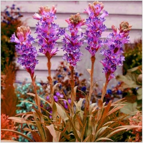 Tuberose mehrere Köpfe,doppelte Blütenblätter,im Topf,starker Duft,kältebeständig,mehrjährig,Duft,Garten.-15Pcs-I von VJIDOSO