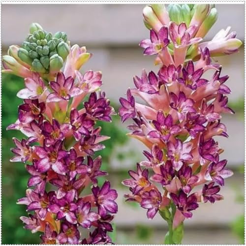 Tuberose mehrere Köpfe,doppelte Blütenblätter,im Topf,starker Duft,kältebeständig,mehrjährig,Duft,Garten.-6Pcs-B von VJIDOSO