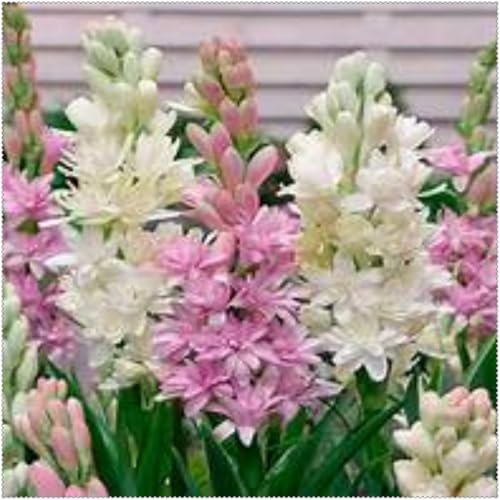 Tuberose mehrere Köpfe,doppelte Blütenblätter,im Topf,starker Duft,kältebeständig,mehrjährig,Duft,Garten.-6Pcs-J von VJIDOSO