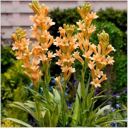 Tuberose mehrere Köpfe,doppelte Blütenblätter,im Topf,starker Duft,kältebeständig,mehrjährig,Duft,Garten.-8Pcs-E von VJIDOSO