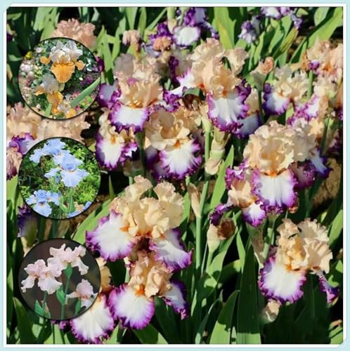 Winterharte mehrjährige,Iris,Einfach zu Pflegen,Schnelles Wachstum-Garteneinsätze im Freien,mit Auffälligen Blüten- 15Iris stück-D Winterharte mehrjährige,Iris,Einfach zu Pflegen,Schnelles Wachstum-Garteneinsätze im Freien,mit Auffälligen Blüten- 15Iris stück-D von VJIDOSO