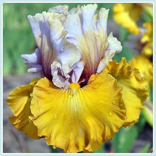 Winterharte mehrjährige,Iris,Einfach zu Pflegen,Schnelles Wachstum-Garteneinsätze im Freien,mit Auffälligen Blüten-4Iris stück-E Winterharte mehrjährige,Iris,Einfach zu Pflegen,Schnelles Wachstum-Garteneinsätze im Freien,mit Auffälligen Blüten-4Iris stück-E von VJIDOSO
