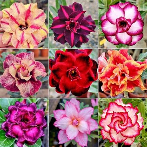 WüStenrosenknolle Winterharte mehrjährig,Anmut,Seltene Wüstenrose Winterhart Schönes Bepflanzen von Staudengärten-2knolle-F von VJIDOSO