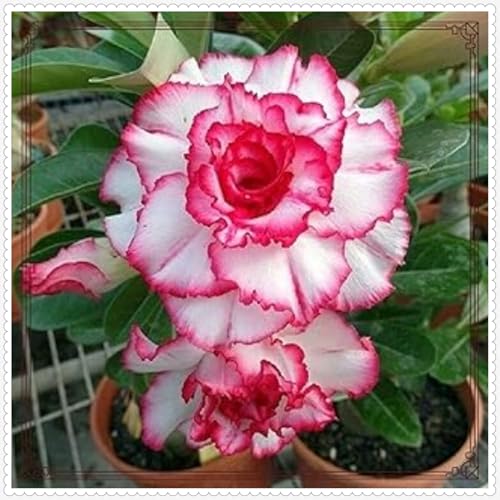 WüStenrosenknolle Winterharte mehrjährig,Anmut,Seltene Wüstenrose Winterhart Schönes Bepflanzen von Staudengärten-4knolle-C von VJIDOSO