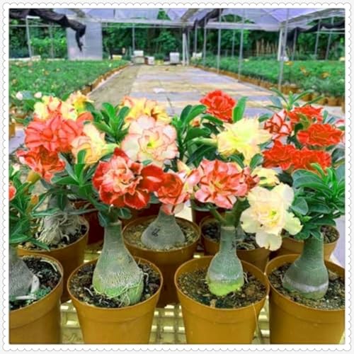 WüStenrosenknolle Winterharte mehrjährig,Anmut,Seltene Wüstenrose Winterhart Schönes Bepflanzen von Staudengärten-4knolle-G von VJIDOSO