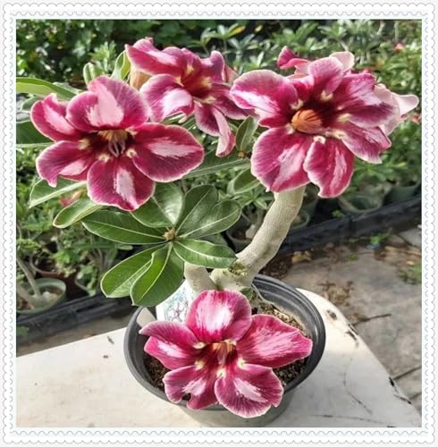 Wüstenrose Knollen winterharte mehrjährig,Topfpflanzen,Seltene Pflanzen,Adenium Pflanze knolle,Wüstenrose Bonsai,Anmut,Gartenarbeit.-2 zwiebeln-A Wüstenrose Knollen winterharte mehrjährig,Topfpflanzen,Seltene Pflanzen,Adenium Pflanze knolle,Wüstenrose Bonsai,Anmut,Gartenarbeit.-2 zwiebeln-A von VJIDOSO