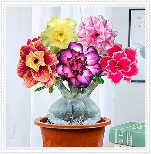 Wüstenrose Knollen winterharte mehrjährig,Topfpflanzen,Seltene Pflanzen,Adenium Pflanze knolle,Wüstenrose Bonsai,Anmut,Gartenarbeit.-2 zwiebeln-C Wüstenrose Knollen winterharte mehrjährig,Topfpflanzen,Seltene Pflanzen,Adenium Pflanze knolle,Wüstenrose Bonsai,Anmut,Gartenarbeit.-2 zwiebeln-C von VJIDOSO
