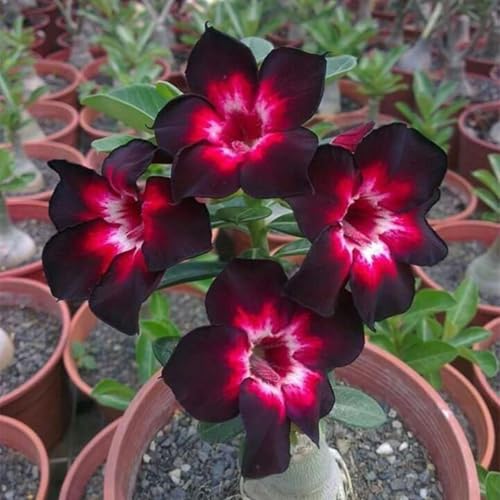 Wüstenrose Knollen winterharte mehrjährig,Topfpflanzen,Seltene Pflanzen,Adenium Pflanze knolle,Wüstenrose Bonsai,Anmut,Gartenarbeit.-2 zwiebeln-J Wüstenrose Knollen winterharte mehrjährig,Topfpflanzen,Seltene Pflanzen,Adenium Pflanze knolle,Wüstenrose Bonsai,Anmut,Gartenarbeit.-2 zwiebeln-J von VJIDOSO