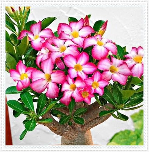Wüstenrose Knollen winterharte mehrjährig,Topfpflanzen,Seltene Pflanzen,Adenium Pflanze knolle,Wüstenrose Bonsai,Anmut,Gartenarbeit.-4 zwiebeln-B Wüstenrose Knollen winterharte mehrjährig,Topfpflanzen,Seltene Pflanzen,Adenium Pflanze knolle,Wüstenrose Bonsai,Anmut,Gartenarbeit.-4 zwiebeln-B von VJIDOSO