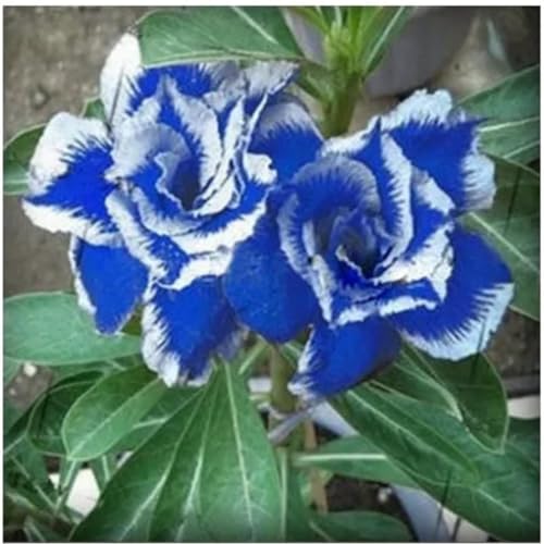 Wüstenrose Knollen winterharte mehrjährig,Topfpflanzen,Seltene Pflanzen,Adenium Pflanze knolle,Wüstenrose Bonsai,Anmut,Gartenarbeit.-4 zwiebeln-D Wüstenrose Knollen winterharte mehrjährig,Topfpflanzen,Seltene Pflanzen,Adenium Pflanze knolle,Wüstenrose Bonsai,Anmut,Gartenarbeit.-4 zwiebeln-D von VJIDOSO