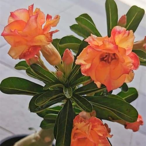 Wüstenrose Knollen winterharte mehrjährig,Topfpflanzen,Seltene Pflanzen,Adenium Pflanze knolle,Wüstenrose Bonsai,Anmut,Gartenarbeit.-4 zwiebeln-F Wüstenrose Knollen winterharte mehrjährig,Topfpflanzen,Seltene Pflanzen,Adenium Pflanze knolle,Wüstenrose Bonsai,Anmut,Gartenarbeit.-4 zwiebeln-F von VJIDOSO