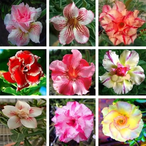 Wüstenrose Knollen winterharte mehrjährig,Topfpflanzen,Seltene Pflanzen,Adenium Pflanze knolle,Wüstenrose Bonsai,Anmut,Gartenarbeit.-4 zwiebeln-I Wüstenrose Knollen winterharte mehrjährig,Topfpflanzen,Seltene Pflanzen,Adenium Pflanze knolle,Wüstenrose Bonsai,Anmut,Gartenarbeit.-4 zwiebeln-I von VJIDOSO