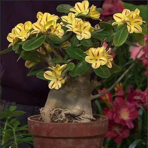 Wüstenrose Knollen winterharte mehrjährig,Topfpflanzen,Seltene Pflanzen,Adenium Pflanze knolle,Wüstenrose Bonsai,Anmut,Gartenarbeit.-5 zwiebeln-E Wüstenrose Knollen winterharte mehrjährig,Topfpflanzen,Seltene Pflanzen,Adenium Pflanze knolle,Wüstenrose Bonsai,Anmut,Gartenarbeit.-5 zwiebeln-E von VJIDOSO