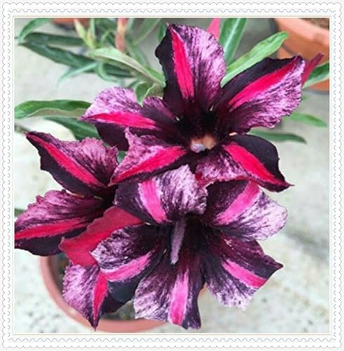 Wüstenrose Knollen winterharte mehrjährig,Topfpflanzen,Seltene Pflanzen,Adenium Pflanze knolle,Wüstenrose Bonsai,Anmut,Gartenarbeit.-5 zwiebeln-H Wüstenrose Knollen winterharte mehrjährig,Topfpflanzen,Seltene Pflanzen,Adenium Pflanze knolle,Wüstenrose Bonsai,Anmut,Gartenarbeit.-5 zwiebeln-H von VJIDOSO