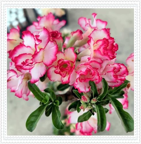 Wüstenrose Knollen winterharte mehrjährig,Topfpflanzen,Seltene Pflanzen,Anmut,Adenium Pflanze knolle,Wüstenrose Bonsai,Gartenarbeit.-1 zwiebeln-A Wüstenrose Knollen winterharte mehrjährig,Topfpflanzen,Seltene Pflanzen,Anmut,Adenium Pflanze knolle,Wüstenrose Bonsai,Gartenarbeit.-1 zwiebeln-A von VJIDOSO