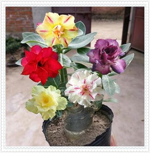 Wüstenrose Knollen winterharte mehrjährig,Topfpflanzen,Seltene Pflanzen,Anmut,Adenium Pflanze knolle,Wüstenrose Bonsai,Gartenarbeit.-1 zwiebeln-G Wüstenrose Knollen winterharte mehrjährig,Topfpflanzen,Seltene Pflanzen,Anmut,Adenium Pflanze knolle,Wüstenrose Bonsai,Gartenarbeit.-1 zwiebeln-G von VJIDOSO