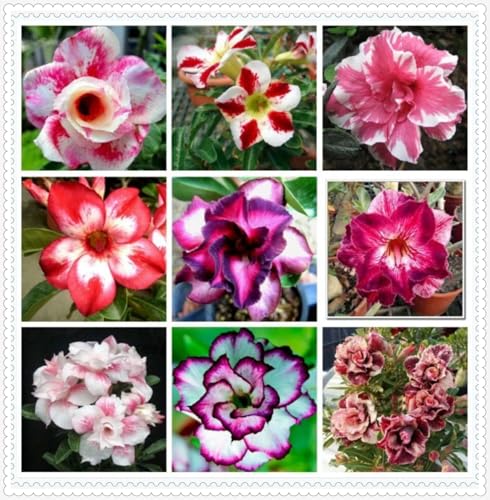 Wüstenrose Knollen winterharte mehrjährig,Topfpflanzen,Seltene Pflanzen,Anmut,Adenium Pflanze knolle,Wüstenrose Bonsai,Gartenarbeit.-2 zwiebeln-D Wüstenrose Knollen winterharte mehrjährig,Topfpflanzen,Seltene Pflanzen,Anmut,Adenium Pflanze knolle,Wüstenrose Bonsai,Gartenarbeit.-2 zwiebeln-D von VJIDOSO