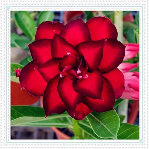 Wüstenrose Knollen winterharte mehrjährig,Topfpflanzen,Seltene Pflanzen,Anmut,Adenium Pflanze knolle,Wüstenrose Bonsai,Gartenarbeit.-3 zwiebeln-B Wüstenrose Knollen winterharte mehrjährig,Topfpflanzen,Seltene Pflanzen,Anmut,Adenium Pflanze knolle,Wüstenrose Bonsai,Gartenarbeit.-3 zwiebeln-B von VJIDOSO