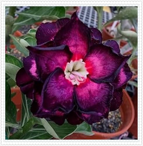 Wüstenrose Knollen winterharte mehrjährig,Topfpflanzen,Seltene Pflanzen,Anmut,Wüstenrose Bonsai,Adenium Pflanze knolle,Gartenarbeit.-1 zwiebeln-B Wüstenrose Knollen winterharte mehrjährig,Topfpflanzen,Seltene Pflanzen,Anmut,Wüstenrose Bonsai,Adenium Pflanze knolle,Gartenarbeit.-1 zwiebeln-B von VJIDOSO