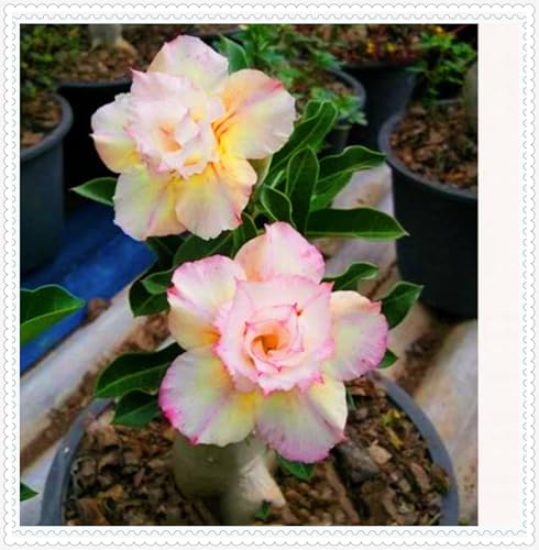 Wüstenrose Knollen winterharte mehrjährig,Topfpflanzen,Seltene Pflanzen,Anmut,Wüstenrose Bonsai,Adenium Pflanze knolle,Gartenarbeit.-1 zwiebeln-C Wüstenrose Knollen winterharte mehrjährig,Topfpflanzen,Seltene Pflanzen,Anmut,Wüstenrose Bonsai,Adenium Pflanze knolle,Gartenarbeit.-1 zwiebeln-C von VJIDOSO