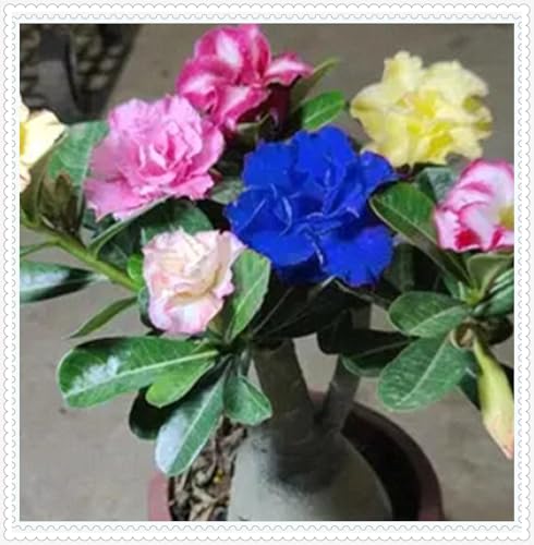 Wüstenrose Knollen winterharte mehrjährig,Topfpflanzen,Seltene Pflanzen,Anmut,Wüstenrose Bonsai,Adenium Pflanze knolle,Gartenarbeit.-1 zwiebeln-D Wüstenrose Knollen winterharte mehrjährig,Topfpflanzen,Seltene Pflanzen,Anmut,Wüstenrose Bonsai,Adenium Pflanze knolle,Gartenarbeit.-1 zwiebeln-D von VJIDOSO