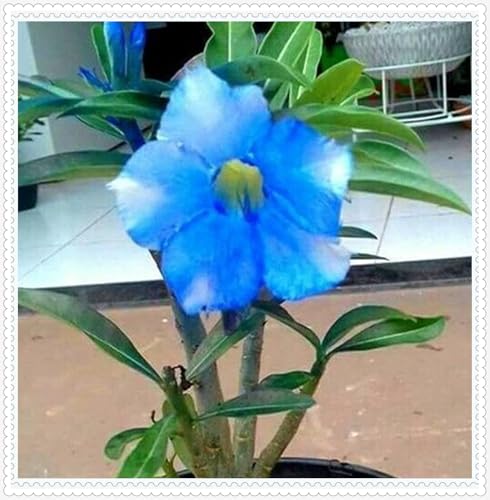 Wüstenrose Knollen winterharte mehrjährig,Topfpflanzen,Seltene Pflanzen,Anmut,Wüstenrose Bonsai,Adenium Pflanze knolle,Gartenarbeit.-2 zwiebeln-I Wüstenrose Knollen winterharte mehrjährig,Topfpflanzen,Seltene Pflanzen,Anmut,Wüstenrose Bonsai,Adenium Pflanze knolle,Gartenarbeit.-2 zwiebeln-I von VJIDOSO