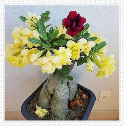 Wüstenrose Knollen winterharte mehrjährig,Topfpflanzen,Seltene Pflanzen,Anmut,Wüstenrose Bonsai,Adenium Pflanze knolle,Gartenarbeit.-2 zwiebeln-J Wüstenrose Knollen winterharte mehrjährig,Topfpflanzen,Seltene Pflanzen,Anmut,Wüstenrose Bonsai,Adenium Pflanze knolle,Gartenarbeit.-2 zwiebeln-J von VJIDOSO