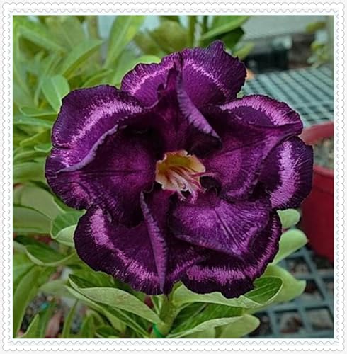 Wüstenrose Knollen winterharte mehrjährig,Topfpflanzen,Seltene Pflanzen,Anmut,Wüstenrose Bonsai,Adenium Pflanze knolle,Gartenarbeit.-3 zwiebeln-E Wüstenrose Knollen winterharte mehrjährig,Topfpflanzen,Seltene Pflanzen,Anmut,Wüstenrose Bonsai,Adenium Pflanze knolle,Gartenarbeit.-3 zwiebeln-E von VJIDOSO