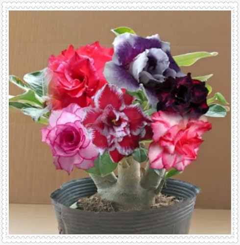 Wüstenrose Knollen winterharte mehrjährig,Topfpflanzen,Seltene Pflanzen,Anmut,Wüstenrose Bonsai,Adenium Pflanze knolle,Gartenarbeit.-5 zwiebeln-A Wüstenrose Knollen winterharte mehrjährig,Topfpflanzen,Seltene Pflanzen,Anmut,Wüstenrose Bonsai,Adenium Pflanze knolle,Gartenarbeit.-5 zwiebeln-A von VJIDOSO