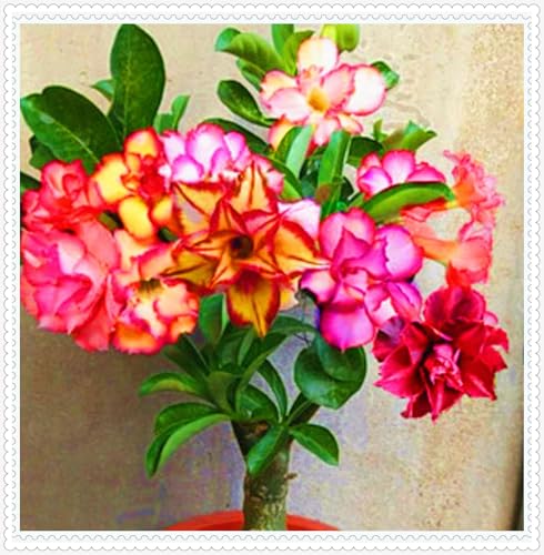 Wüstenrose Knollen winterharte mehrjährig,Topfpflanzen,Seltene Pflanzen,Anmut,Wüstenrose Bonsai,Adenium Pflanze knolle,Gartenarbeit.-5 zwiebeln-G Wüstenrose Knollen winterharte mehrjährig,Topfpflanzen,Seltene Pflanzen,Anmut,Wüstenrose Bonsai,Adenium Pflanze knolle,Gartenarbeit.-5 zwiebeln-G von VJIDOSO