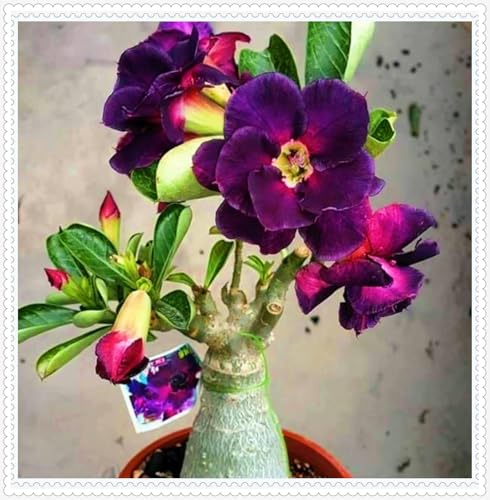 Wüstenrose Knollen winterharte mehrjährig,Topfpflanzen,Seltene Pflanzen,Anmut,Wüstenrose Bonsai,Adenium Pflanze knolle,Gartenarbeit.-5 zwiebeln-H Wüstenrose Knollen winterharte mehrjährig,Topfpflanzen,Seltene Pflanzen,Anmut,Wüstenrose Bonsai,Adenium Pflanze knolle,Gartenarbeit.-5 zwiebeln-H von VJIDOSO