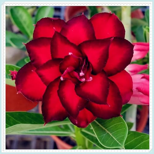 Wüstenrose-Mehrjährig winterhart/Einfach zu Pflegen,pflegeleicht,Schnelles Wachstum-Wunderschön,mit Auffälligen Blüten-3Pcs-B Wüstenrose-Mehrjährig winterhart/Einfach zu Pflegen,pflegeleicht,Schnelles Wachstum-Wunderschön,mit Auffälligen Blüten-3Pcs-B von VJIDOSO