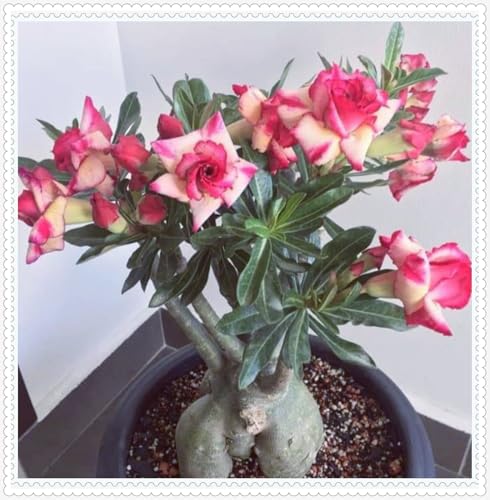 Wüstenrose-Mehrjährig winterhart/Einfach zu Pflegen,pflegeleicht,Schnelles Wachstum-Wunderschön,mit Auffälligen Blüten-4Pcs-G von VJIDOSO