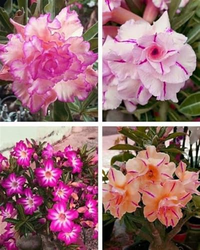 Wüstenrose stück Winterharte mehrjährige Seltene Einfach zu Pflegen Schnelles Wachstum mit Auffälligen Blüten Umwelt verschönern-3 Wüstenrose stück-B von VJIDOSO