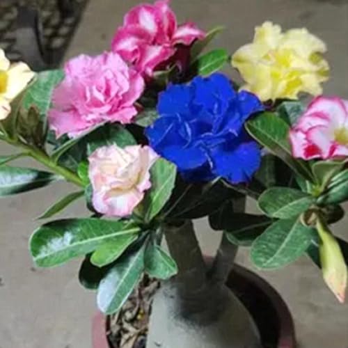 Wüstenrosen,Trockenheitsresistent und kälteresistent Winterhart Schönes Bepflanzen von Staudengärten,pflegeleicht,Gartenarbeit.-4 Rhizome-B von VJIDOSO