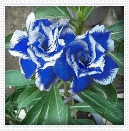 Wüstenrosen,Trockenheitsresistent und kälteresistent Winterhart Schönes Bepflanzen von Staudengärten,pflegeleicht,Gartenarbeit.-5 Rhizome-A von VJIDOSO