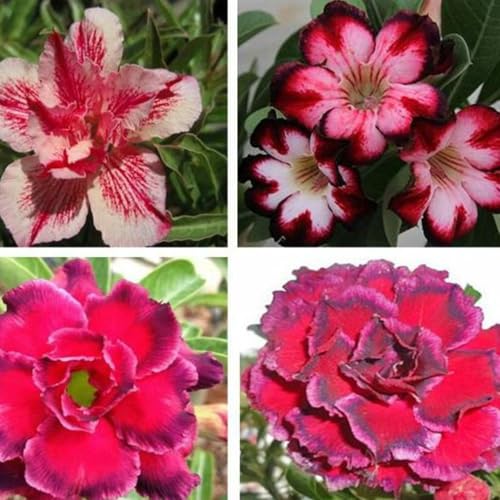 Wüstenrosen pflegeleicht Trockenheitsresistent und kälteresistent Winterhart Schönes Bepflanzen von Staudengärten,Gartenarbeit.-3 Rhizome-G von VJIDOSO
