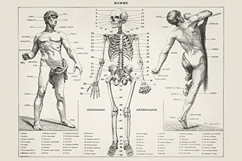 VMXWLL Vintage menschliche Anatomie Skelett Diagramm Antik Knochen System Wandkunst Dekor Leinwand Poster Bild Gemälde für Wohnzimmer Schlafzimmer Rahmen Stil 40 x 60 cm von VMXWLL