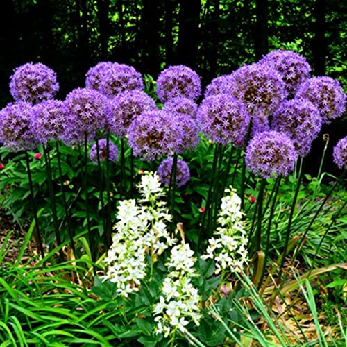Allium Rhizome, Pflegeleicht. Einfach Anzubauen, Elegantes Aussehen Verleihen. Farbtraum, Winterhart GroßE, Gemischte Farben,-6zwiebeln-c Allium Rhizome, Pflegeleicht. Einfach Anzubauen, Elegantes Aussehen Verleihen. Farbtraum, Winterhart GroßE, Gemischte Farben,-6zwiebeln-c von VNGMXF