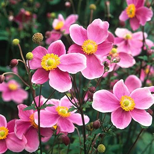Anemonen Zwiebeln, Trockenheitstolerant Zwiebeln, Winterhart Blumenzwiebel in Großformat, Zu Sehen Ist Nicht Nur Eine Freude FüR Das Auge, Einfach Anzubauen. -15zwiebeln-f von VNGMXF