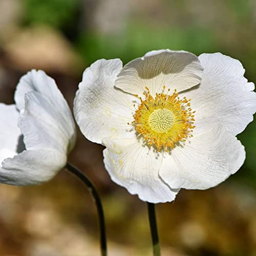 Anemonen Zwiebeln, Trockenheitstolerant Zwiebeln, Winterhart Blumenzwiebel in Großformat, Zu Sehen Ist Nicht Nur Eine Freude FüR Das Auge, Einfach Anzubauen. -20zwiebeln-j von VNGMXF