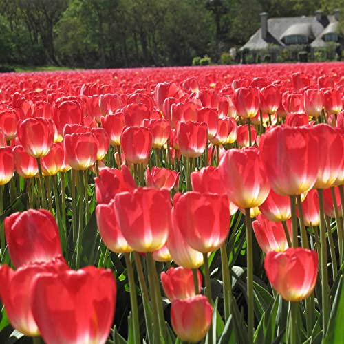 Balkon, Tulpen Rhizome, Top - Pflegeleichte, Winterharte, Sehr Bienenfreundlich, Garten, Vielfarbige Luftreinigende Zimmer -25zwiebelns-B Balkon, Tulpen Rhizome, Top - Pflegeleichte, Winterharte, Sehr Bienenfreundlich, Garten, Vielfarbige Luftreinigende Zimmer -25zwiebelns-B von VNGMXF