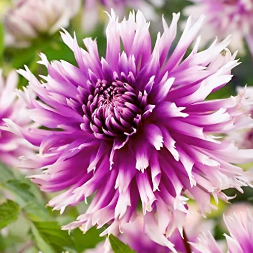 Bienenfreundlich, Pflegeleicht, Mehrfarbig Ertragreicherg. Winterhart AußEnbereich, Einfach Anzubauen, Lange Blütezeit, 2Dahlien -A von VNGMXF