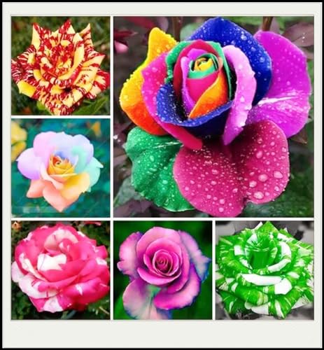 Blühende Zimmer, gemischte Farben gesunde Garten, Ronsen, Garten, Balkon, Sehr Bienenfreundlich-1bulbs-A Blühende Zimmer, gemischte Farben gesunde Garten, Ronsen, Garten, Balkon, Sehr Bienenfreundlich-1bulbs-A von VNGMXF