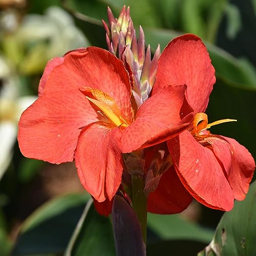 Canna Rhizome, Perfekt FüR, DüRretolerant, Trockenheitstolerant, Einzigartiges Farbspiel, Winterhart AußEnbereich, Mehrfarbig Ertragreicher, 3zwiebeln-j Canna Rhizome, Perfekt FüR, DüRretolerant, Trockenheitstolerant, Einzigartiges Farbspiel, Winterhart AußEnbereich, Mehrfarbig Ertragreicher, 3zwiebeln-j von VNGMXF
